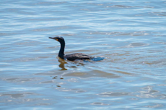 Jekyll, St Simons, Harris Neck