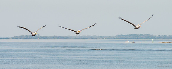 Jekyll, St Simons, Harris Neck