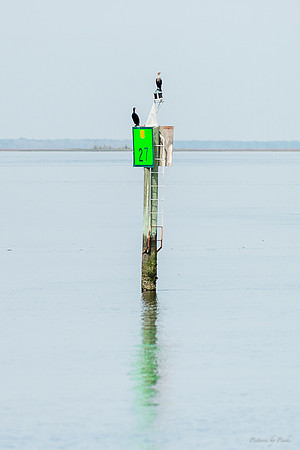 Jekyll, St Simons, Harris Neck