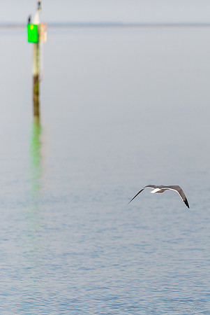 Jekyll, St Simons, Harris Neck