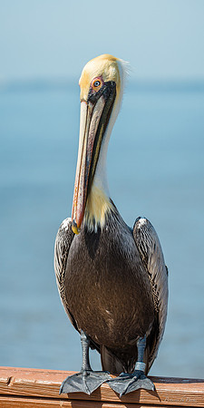Jekyll, St Simons, Harris Neck