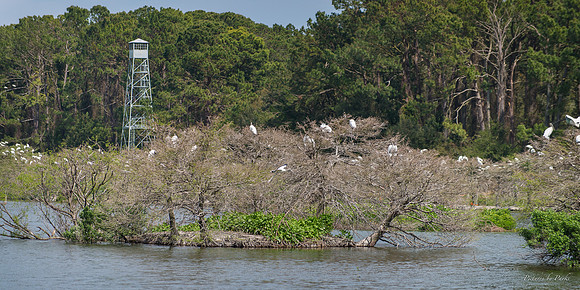 Jekyll, St Simons, Harris Neck