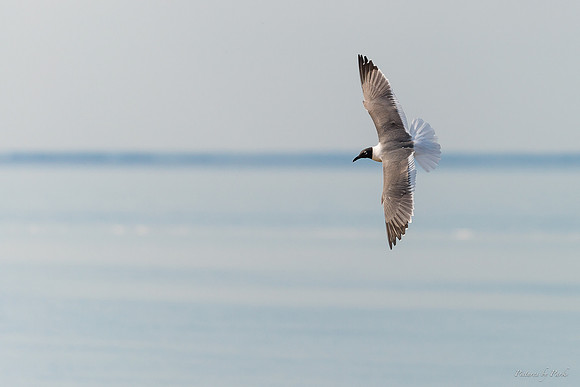 Jekyll, St Simons, Harris Neck