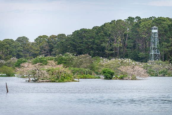 Jekyll, St Simons, Harris Neck