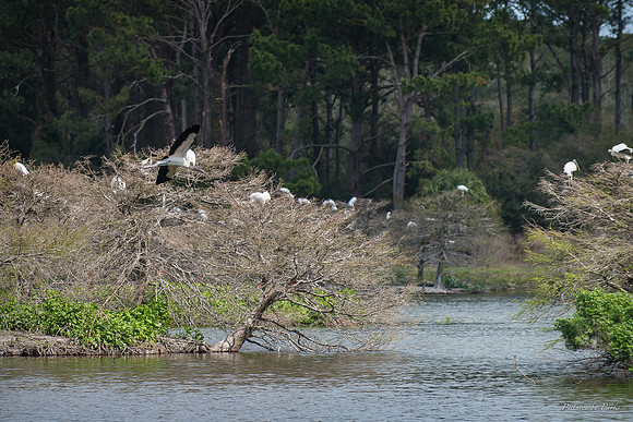 Jekyll, St Simons, Harris Neck