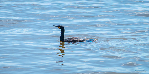 Jekyll, St Simons, Harris Neck