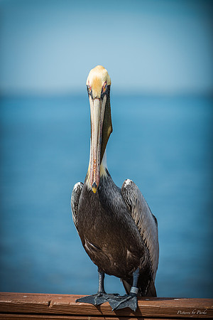 Jekyll, St Simons, Harris Neck