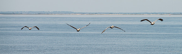 Jekyll, St Simons, Harris Neck