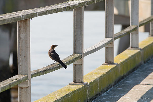 Jekyll, St Simons, Harris Neck