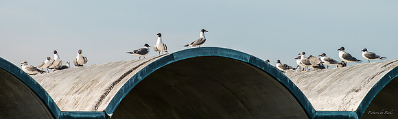 Jekyll, St Simons, Harris Neck