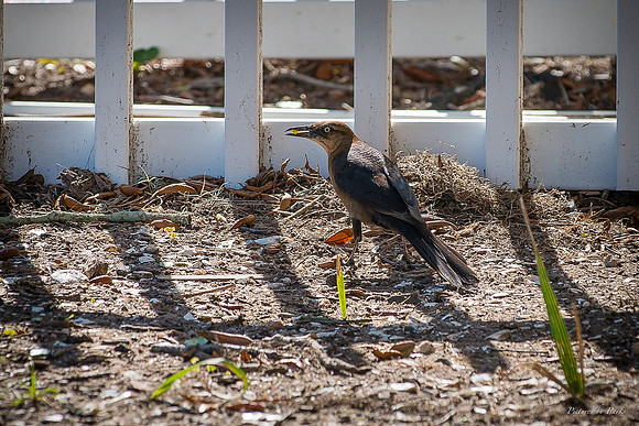 Jekyll, St Simons, Harris Neck