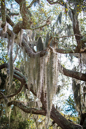 Jekyll, St Simons, Harris Neck