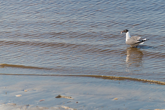 Jekyll, St Simons, Harris Neck