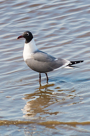 Jekyll, St Simons, Harris Neck