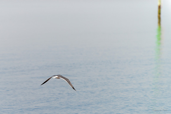 Jekyll, St Simons, Harris Neck