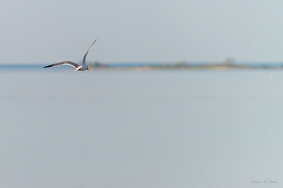 Jekyll, St Simons, Harris Neck