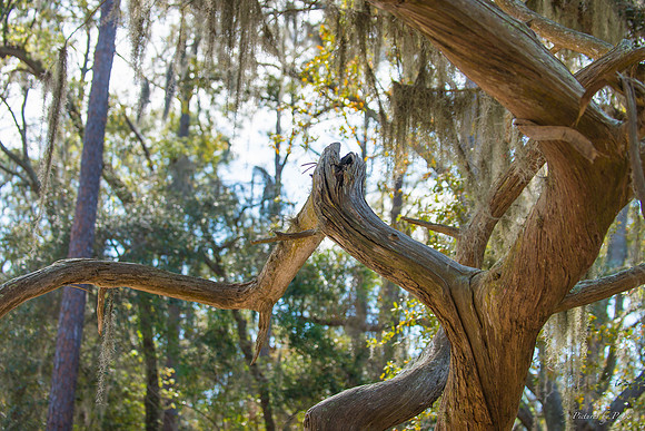 Jekyll, St Simons, Harris Neck