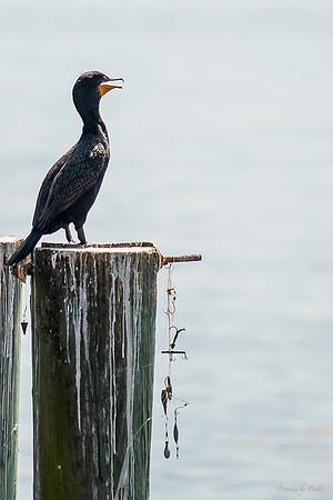 Jekyll, St Simons, Harris Neck