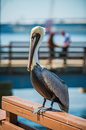 Jekyll, St Simons, Harris Neck