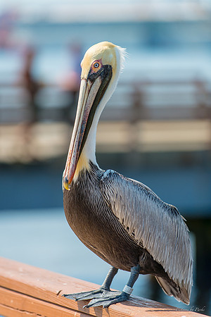 Jekyll, St Simons, Harris Neck