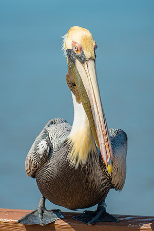 Jekyll, St Simons, Harris Neck