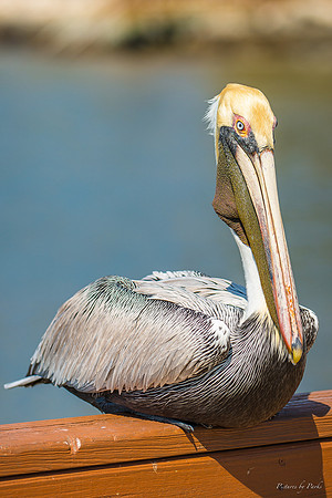 Jekyll, St Simons, Harris Neck