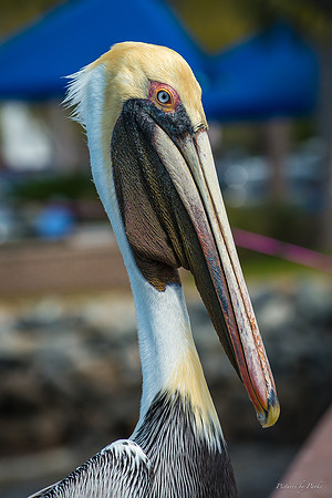 Jekyll, St Simons, Harris Neck