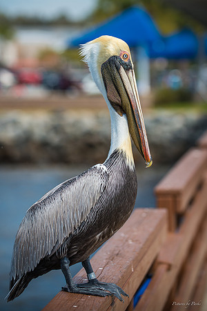 Jekyll, St Simons, Harris Neck
