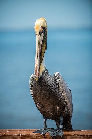 Jekyll, St Simons, Harris Neck