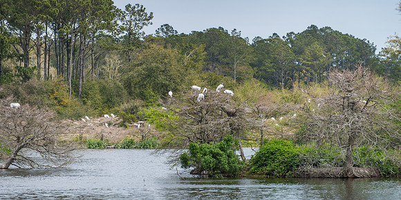 Jekyll, St Simons, Harris Neck