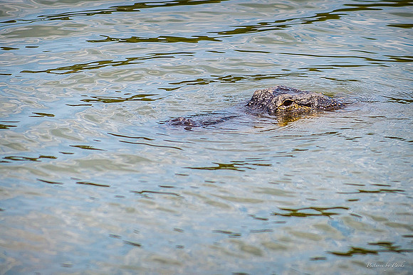 Jekyll, St Simons, Harris Neck
