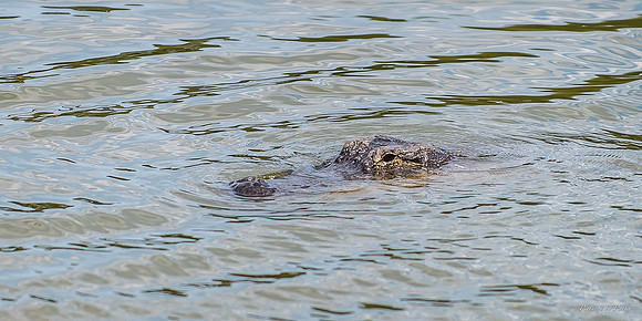 Jekyll, St Simons, Harris Neck