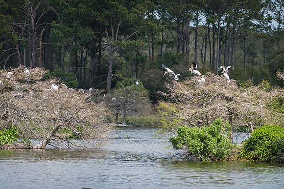 Jekyll, St Simons, Harris Neck
