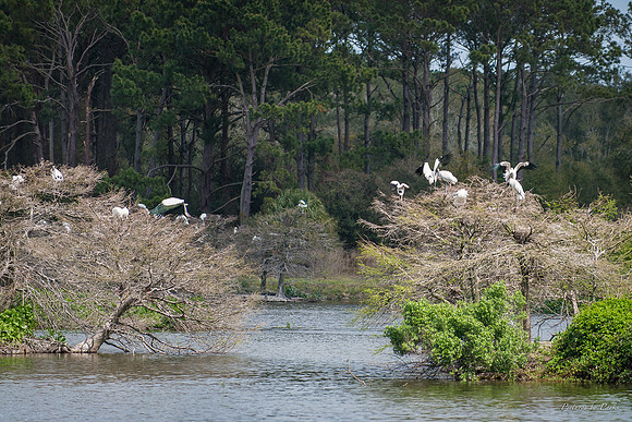 Jekyll, St Simons, Harris Neck
