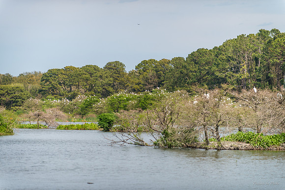 Jekyll, St Simons, Harris Neck