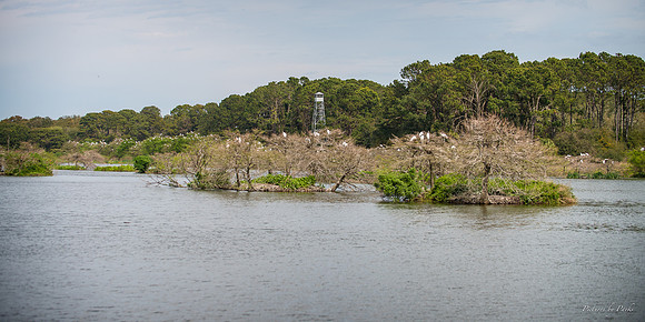 Jekyll, St Simons, Harris Neck