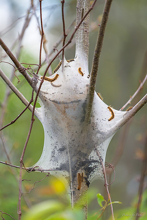 Jekyll, St Simons, Harris Neck