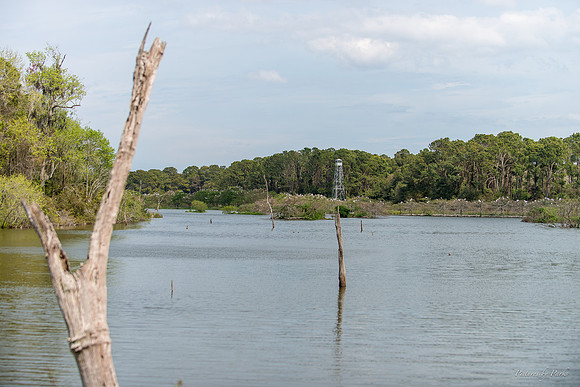 Jekyll, St Simons, Harris Neck