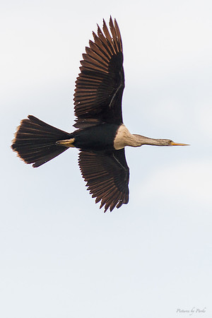 Jekyll, St Simons, Harris Neck