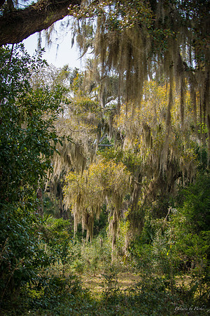 Jekyll, St Simons, Harris Neck