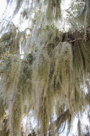 Jekyll, St Simons, Harris Neck