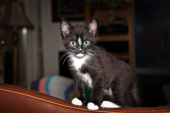 6th St Bridge & Train 081511