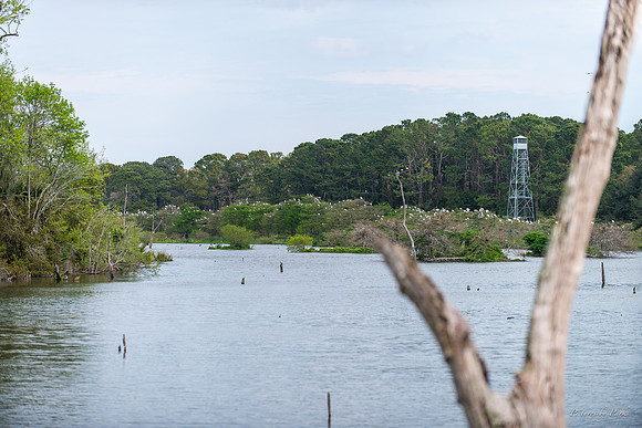 Jekyll, St Simons, Harris Neck