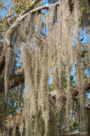 Jekyll, St Simons, Harris Neck