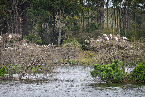 Jekyll, St Simons, Harris Neck