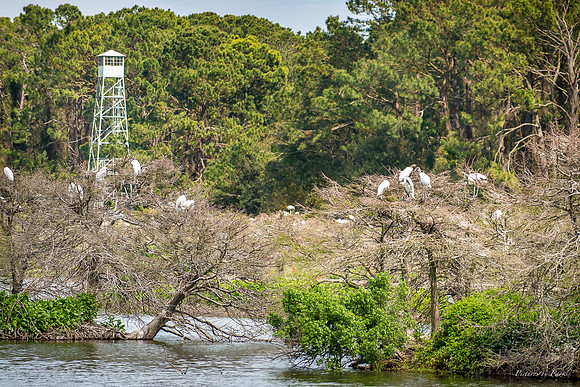 Jekyll, St Simons, Harris Neck