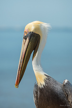Jekyll, St Simons, Harris Neck