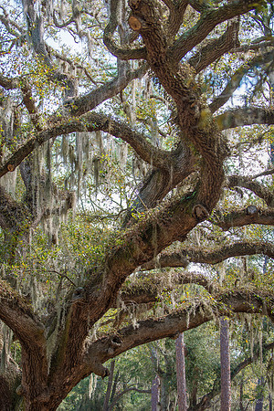 Jekyll, St Simons, Harris Neck