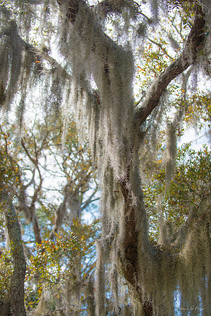 Jekyll, St Simons, Harris Neck