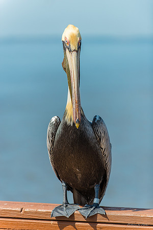 Jekyll, St Simons, Harris Neck